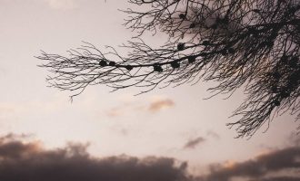 Conversaciones terapéuticas en la naturaleza